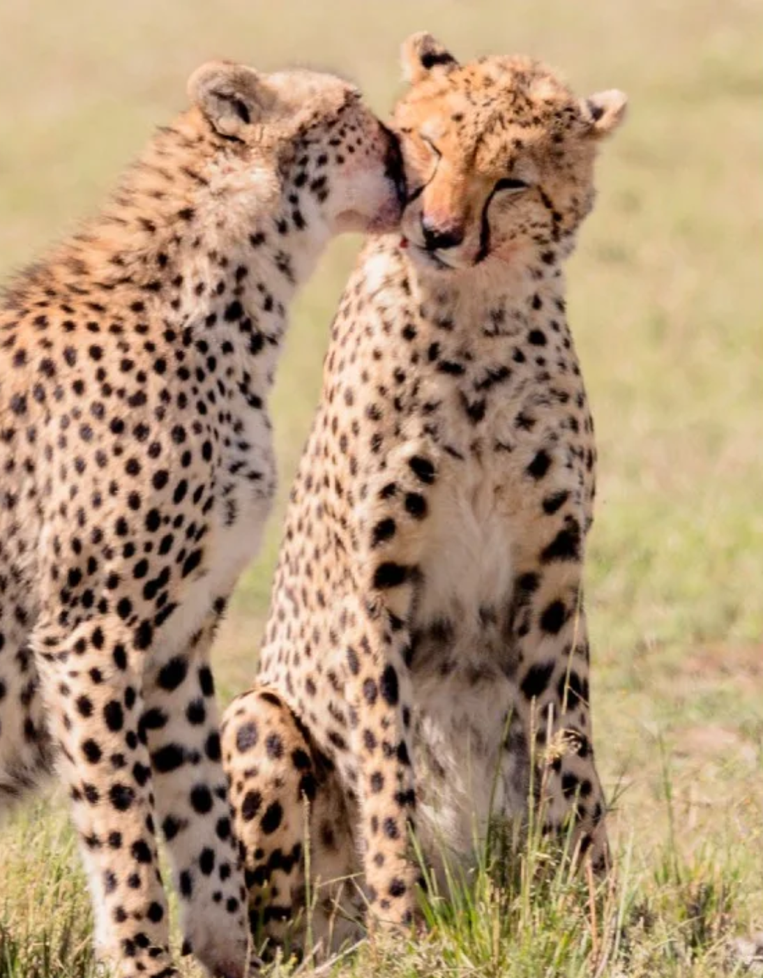 Cheetas